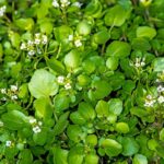 Large group of watercress aerial view.