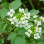 Close up of watercress flowers and buds.