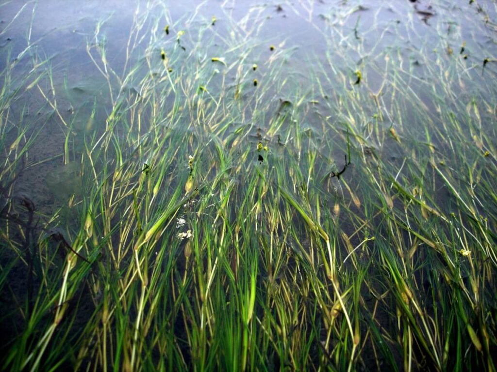 Mat of widgeon grass floating at the surface of the water.