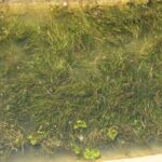 Large cluster of widgeon grass floating with some filamentous algae.