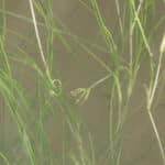 Close up of widgeon grass in the water.