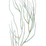 Drawing of widgeon grass.