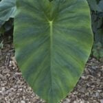 Close up of wild taro leaf.