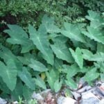 Wild taro leaves of various sizes.