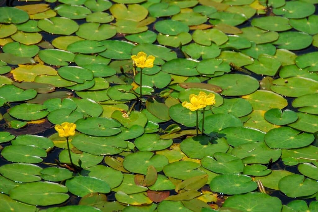 Yellow floating heart leaves on water with flowers sticking out.