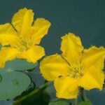 Close up of yellow floating heart flowers.