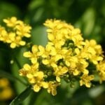 Close up of yellowcress flowers.