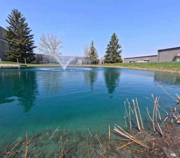 Blue pond dye with a fountain.