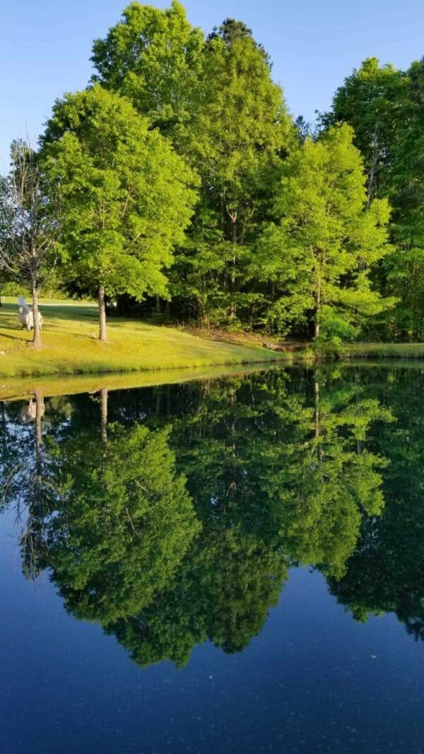 Deep blue dye in a pond.