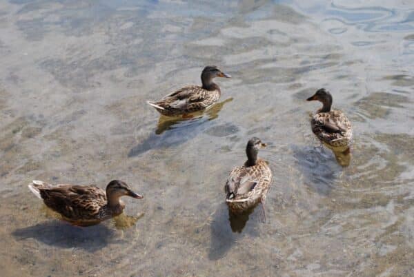 Ducks in clear water with the sandy bottom visible.