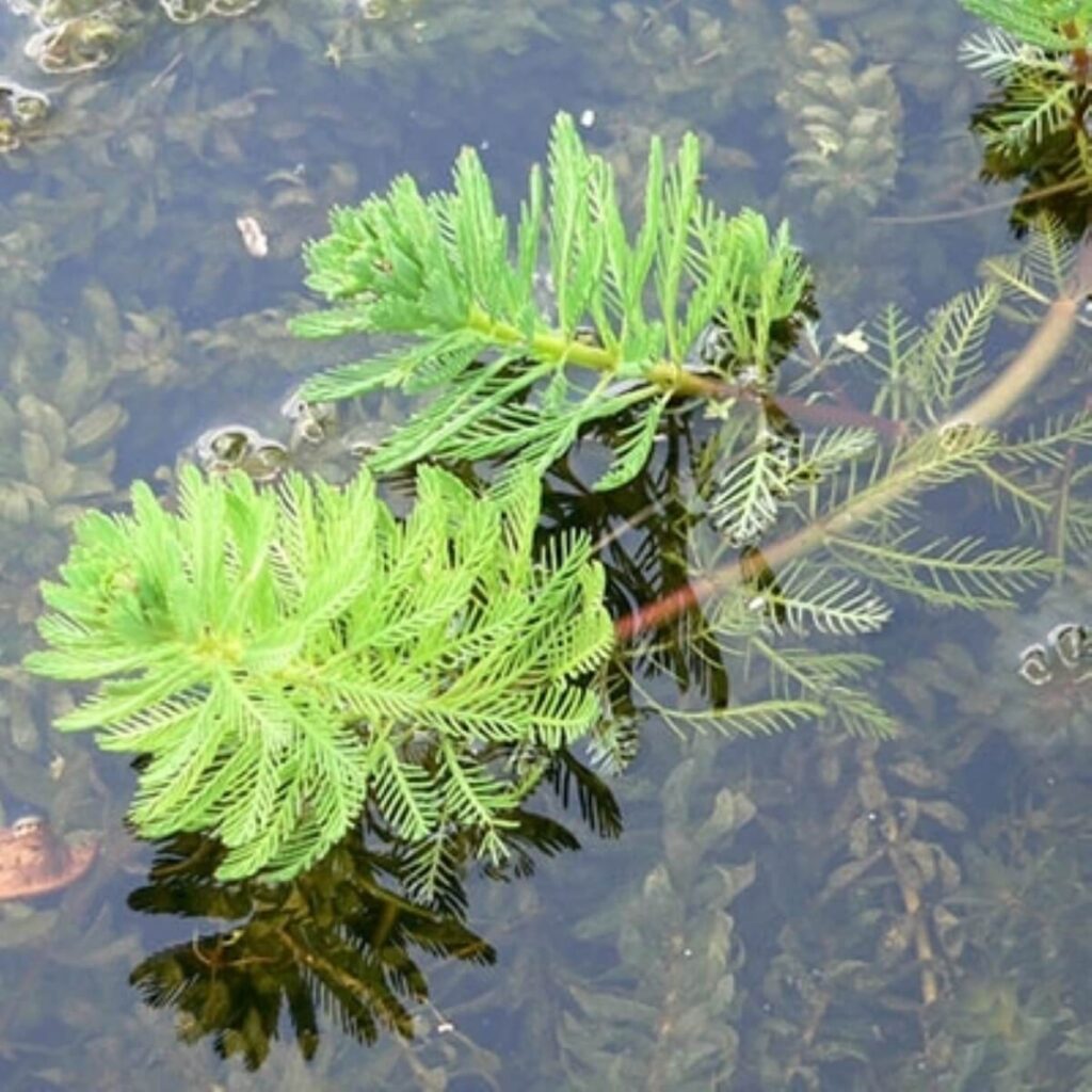 Two parrot feather plants emerging with other plants submerged.
