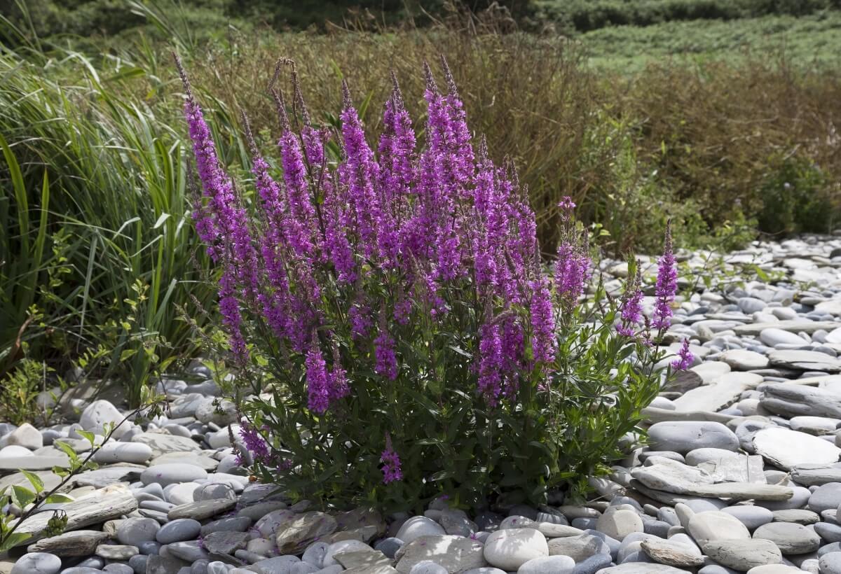 control-purple-loosestrife.jpg