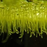 Duckweed roots.