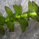 Elodea stem and leaves close up.