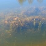 Southern naiad cluster underwater.