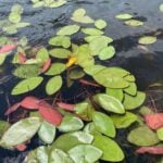 Watershield leaves floating.