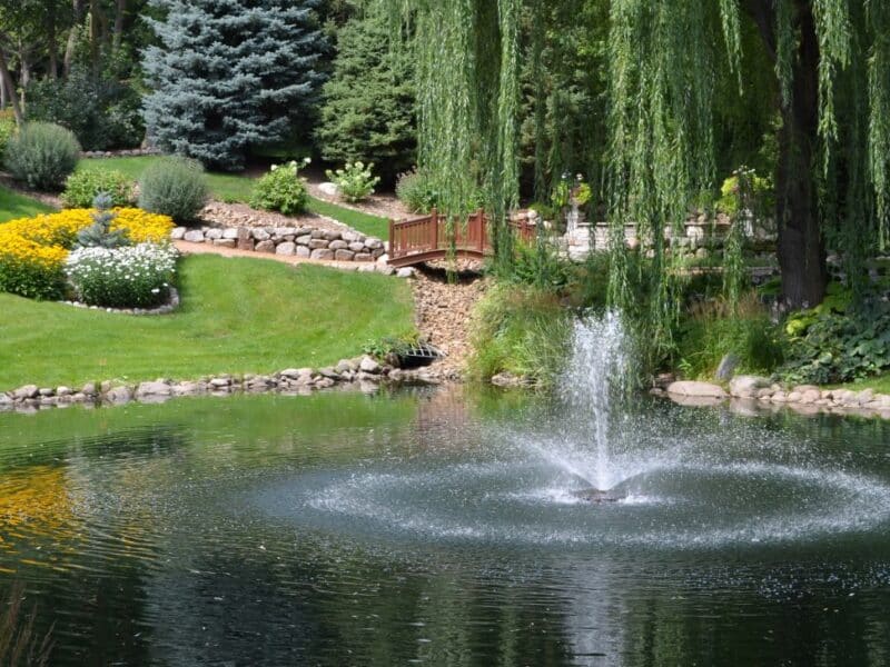 Clear pond with fountain, weeping willow, and other plants surrounding.