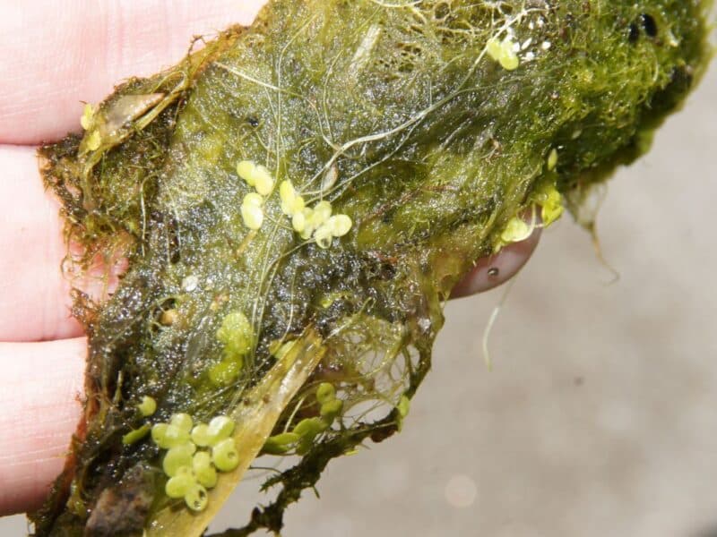 Duckweed and algae combined on hand.