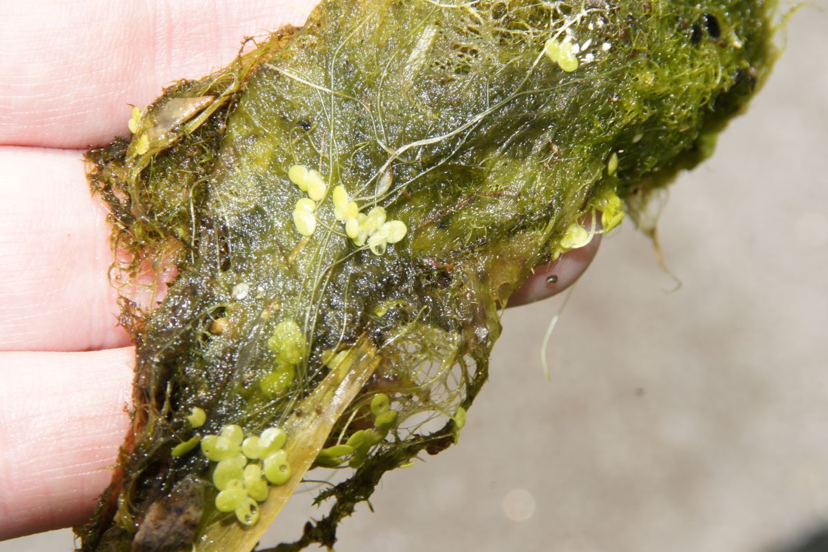 Duckweed and algae combined on hand.