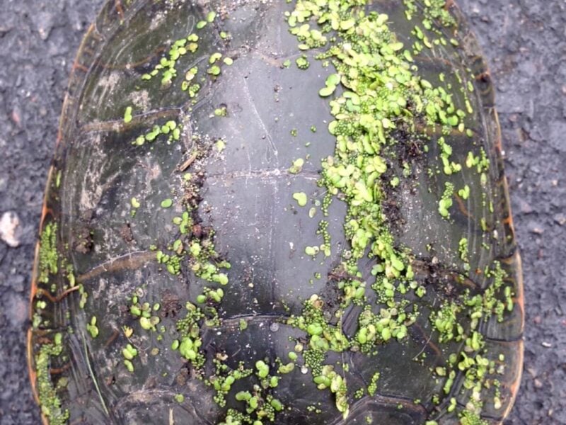Close up of turtle with duckweed and watermeal on shell.