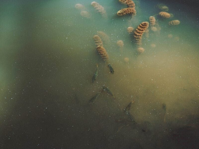 Murky water with particles