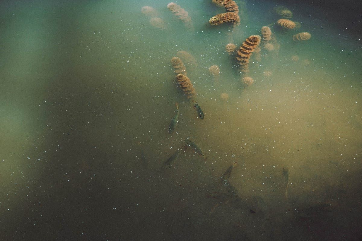 Murky water with particles