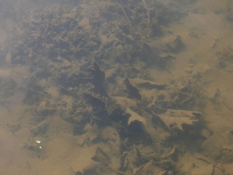 Muck on bottom of pond