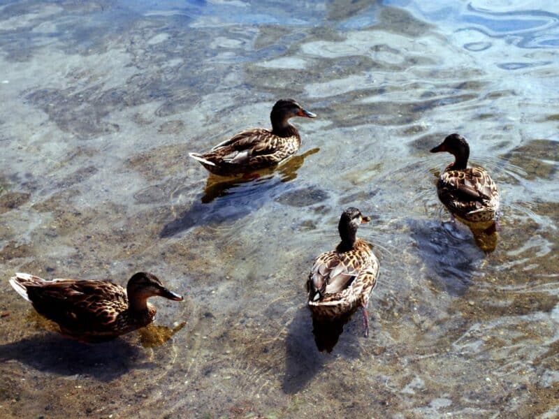 Four ducks on surface of clear shallow water.