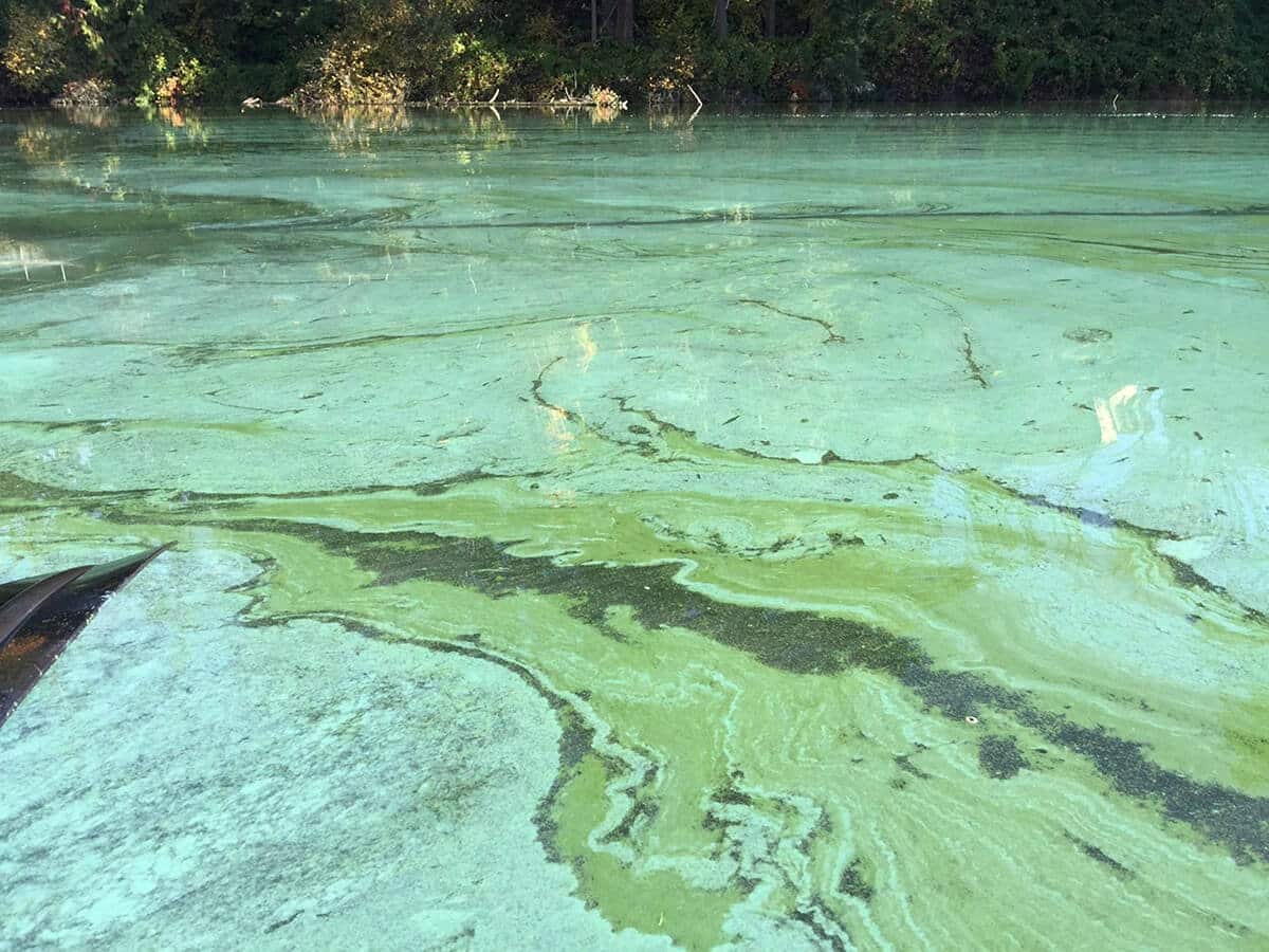 Blueish green cyanobacteria bloom swirling on water surface.