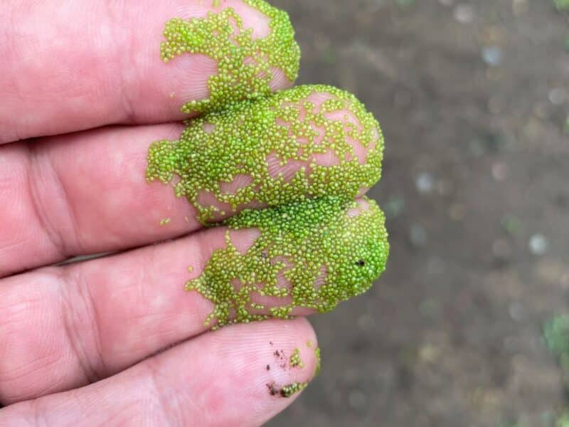 Watermeal on fingertips