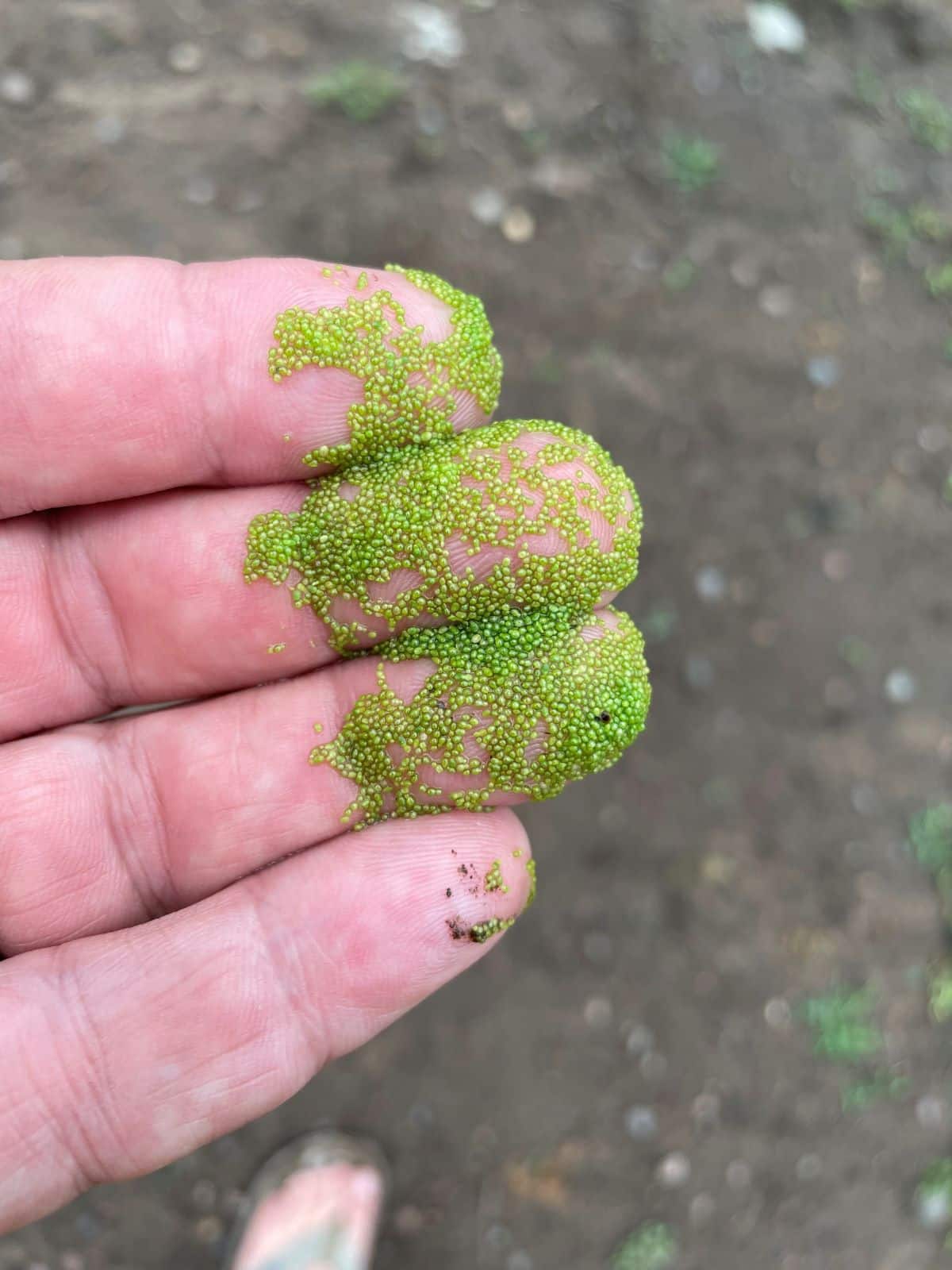 Watermeal on fingertips