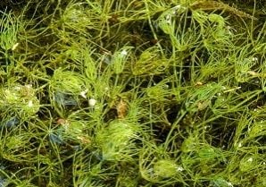 Chara algae close up on top of water