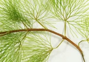 Carolina fanwort on white background