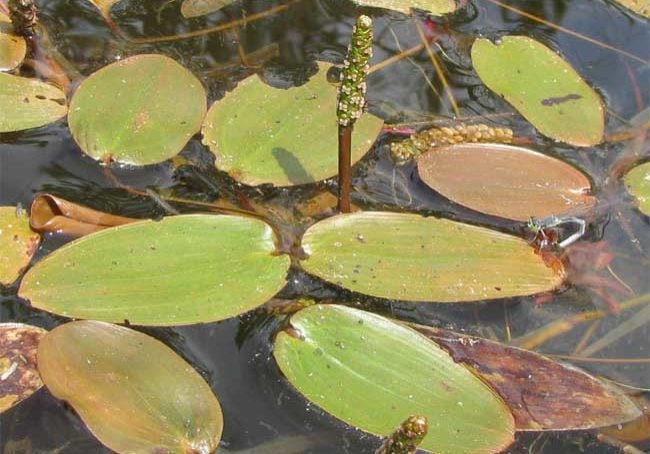 Floating-leaf Pondweed