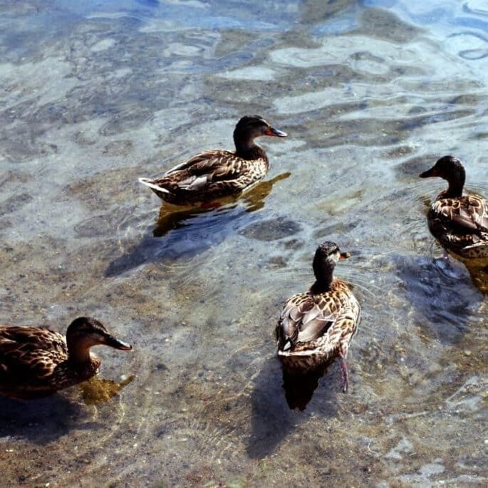 Four ducks on surface of clear shallow water.
