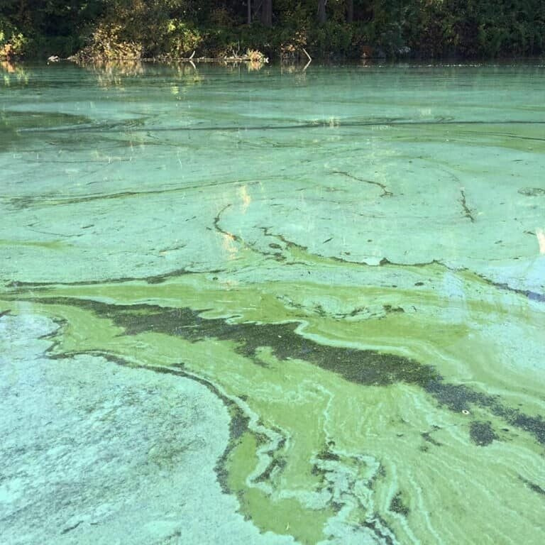 Blueish green cyanobacteria bloom swirling on water surface.