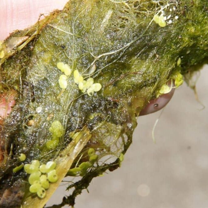 Duckweed and algae combined on hand.