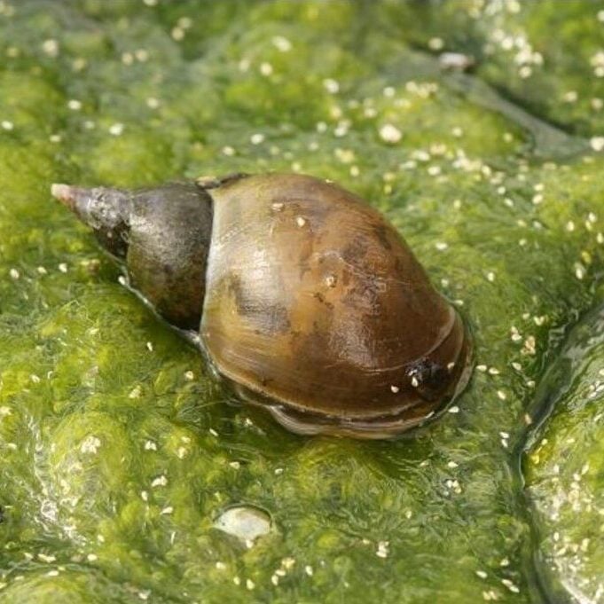 Brown snail on green algae