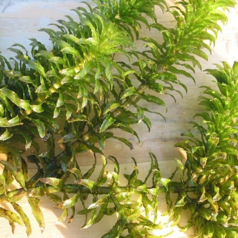 hydrilla-vs-milfoil