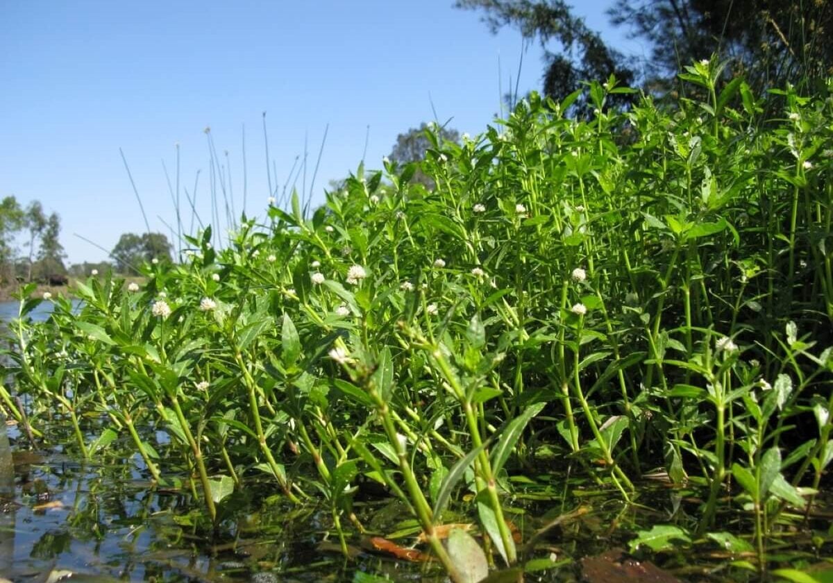 Alligatorweed group with flowers growing out of pond edge.