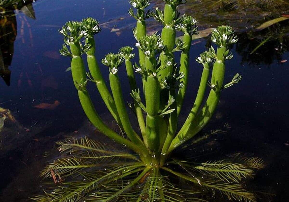 American featherfoil single plant.