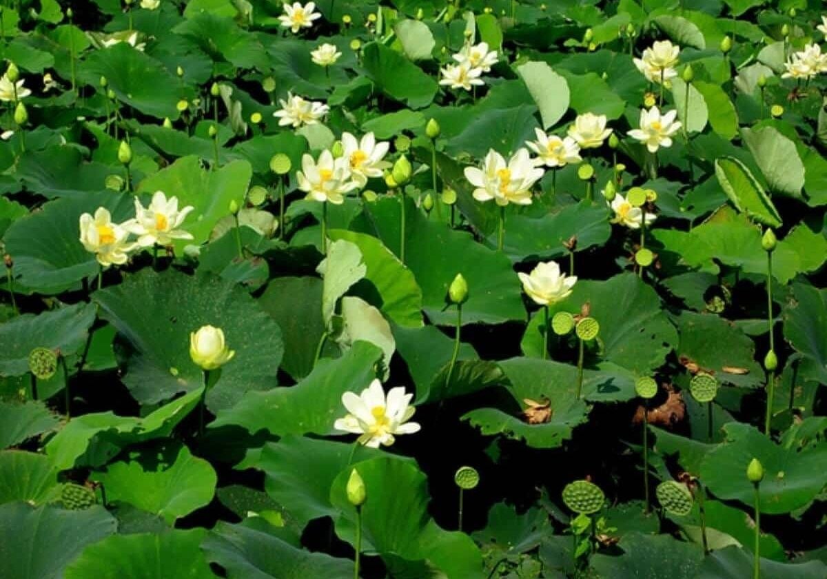 American lotus in groups with flowers and buds.