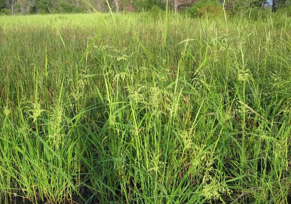Annual wild rice in a field.