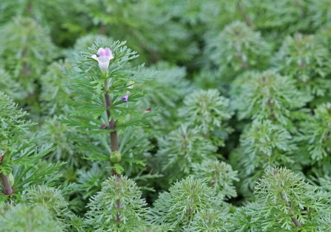 Asian marshweed with one flower starting to bloom.