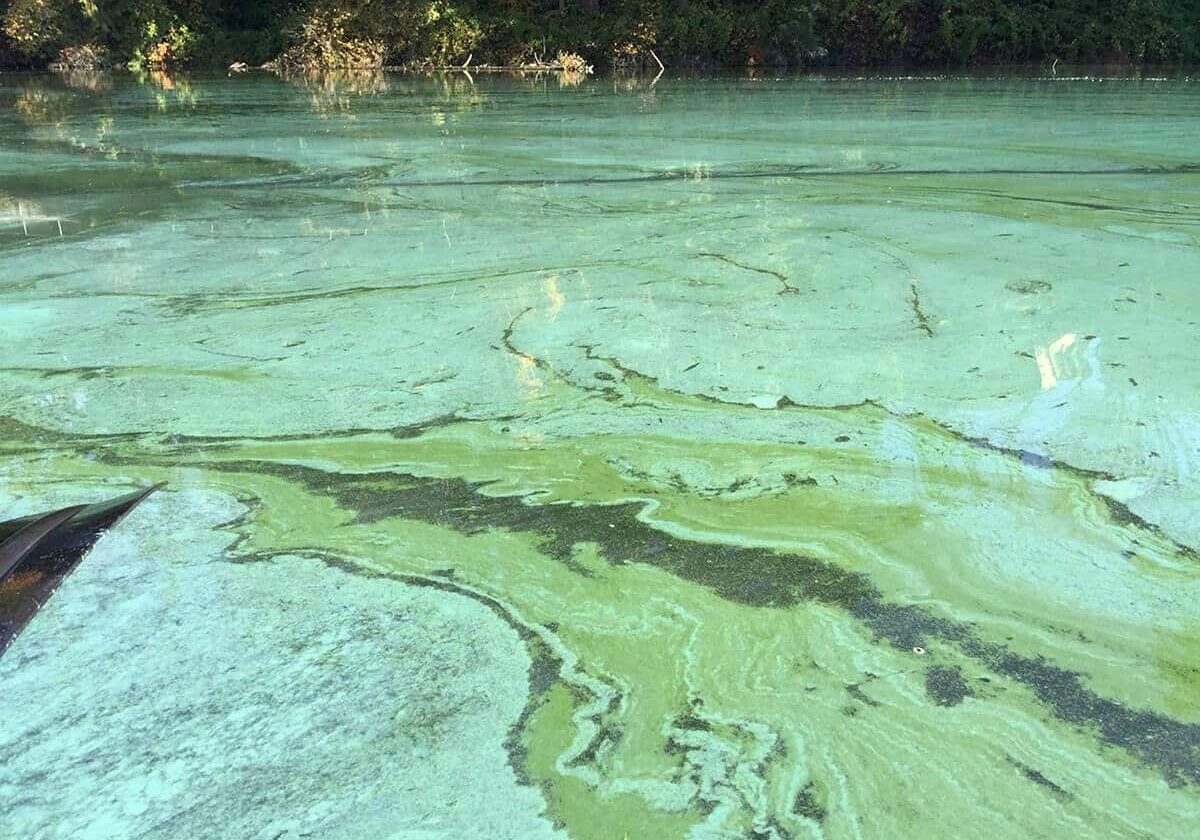 Blue green algae swirling across pond.