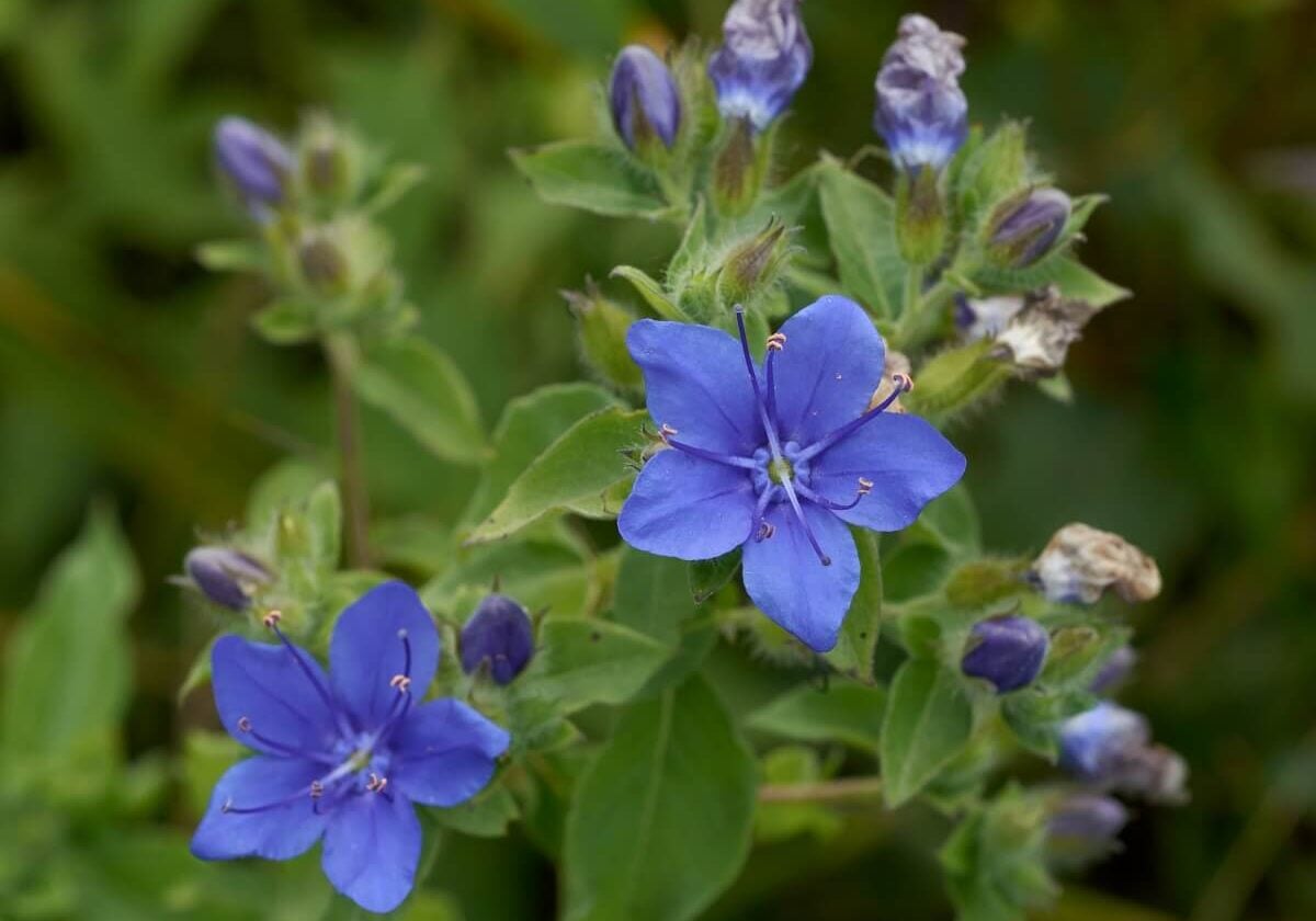 Blue waterleaf flowers and buds.