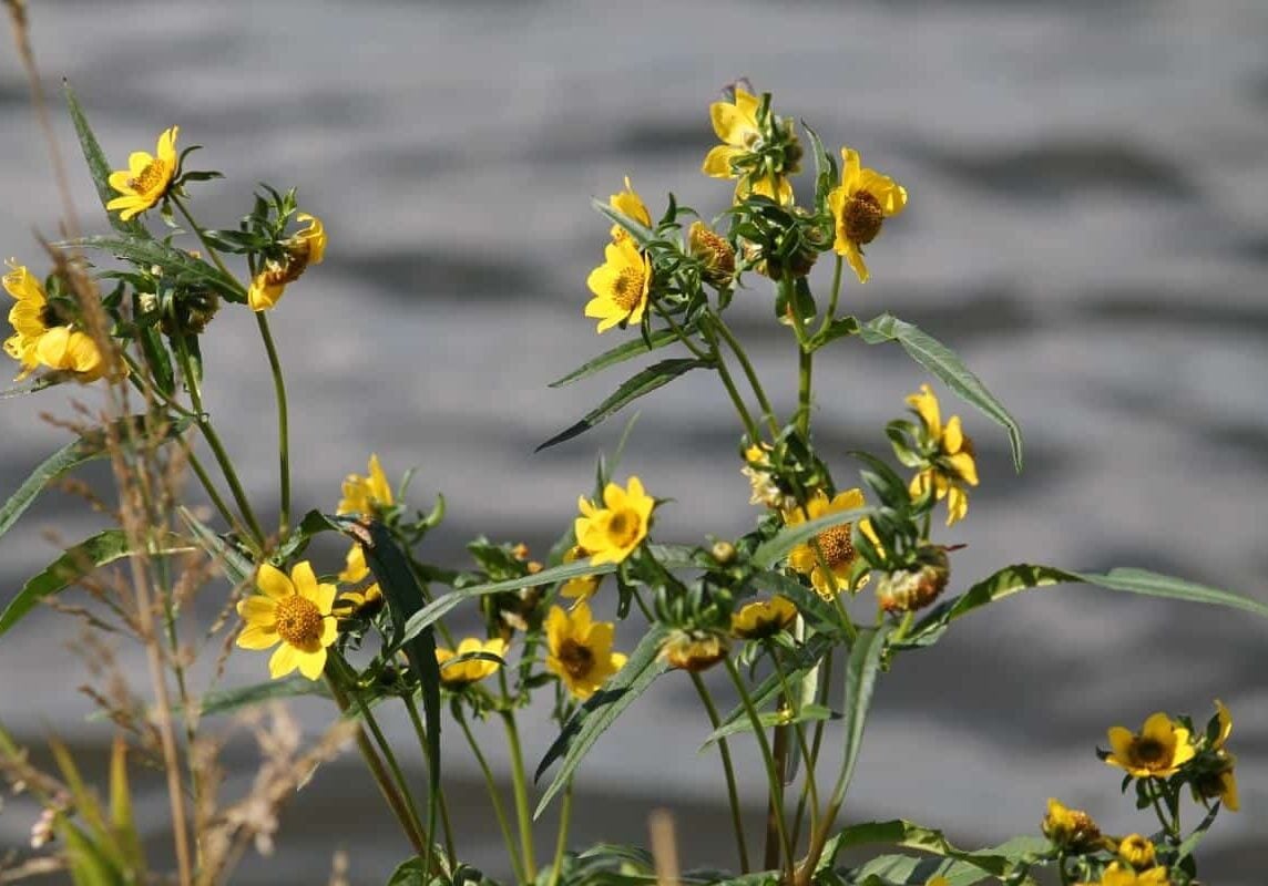 Bur marigold flowers and leaves close up.