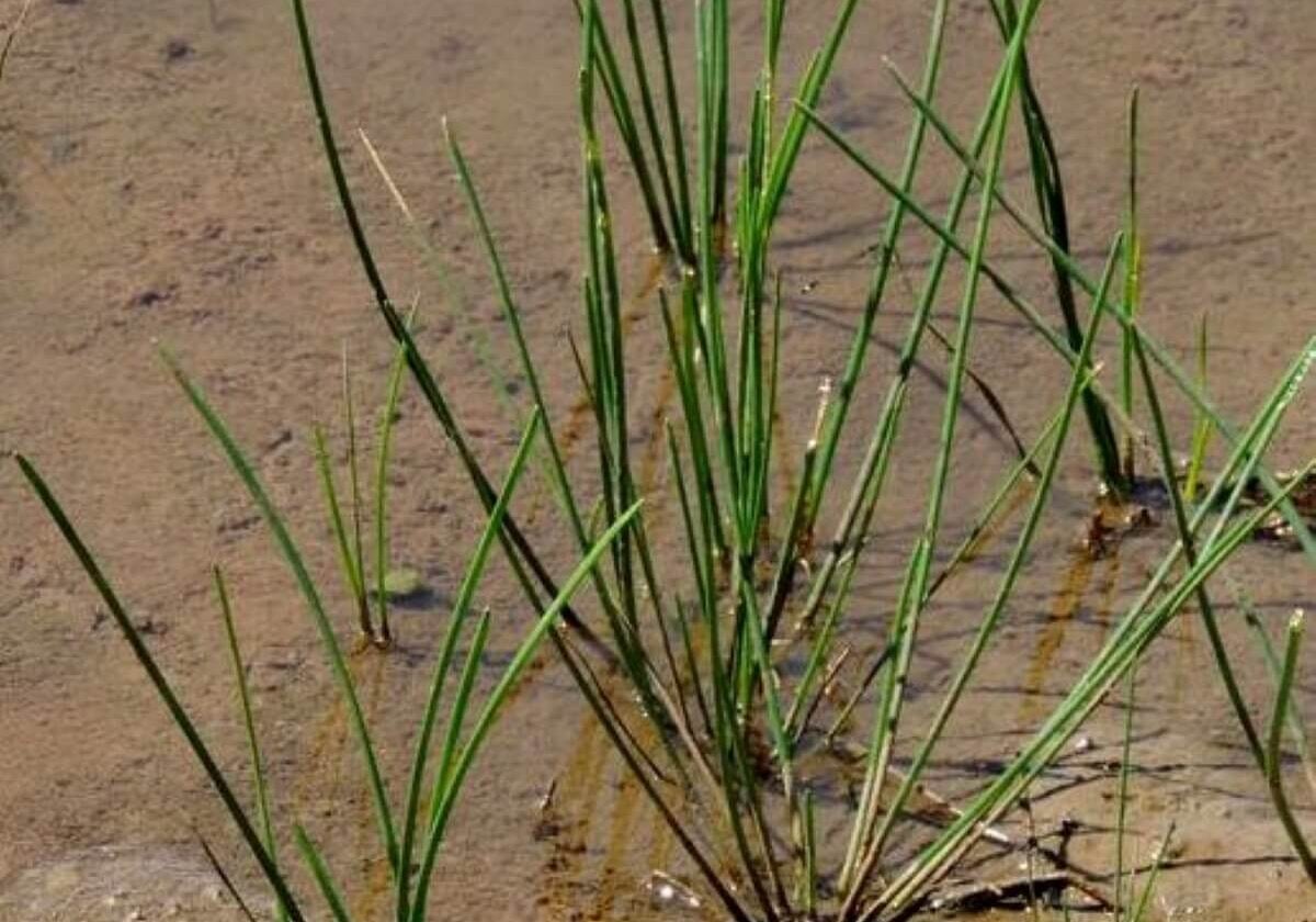 Chinese water chestnut growing in mud.