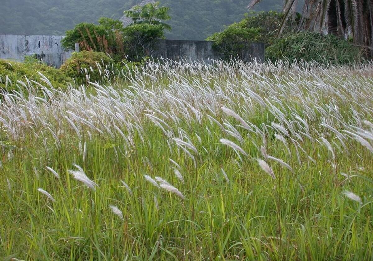 Cogongrass in field.