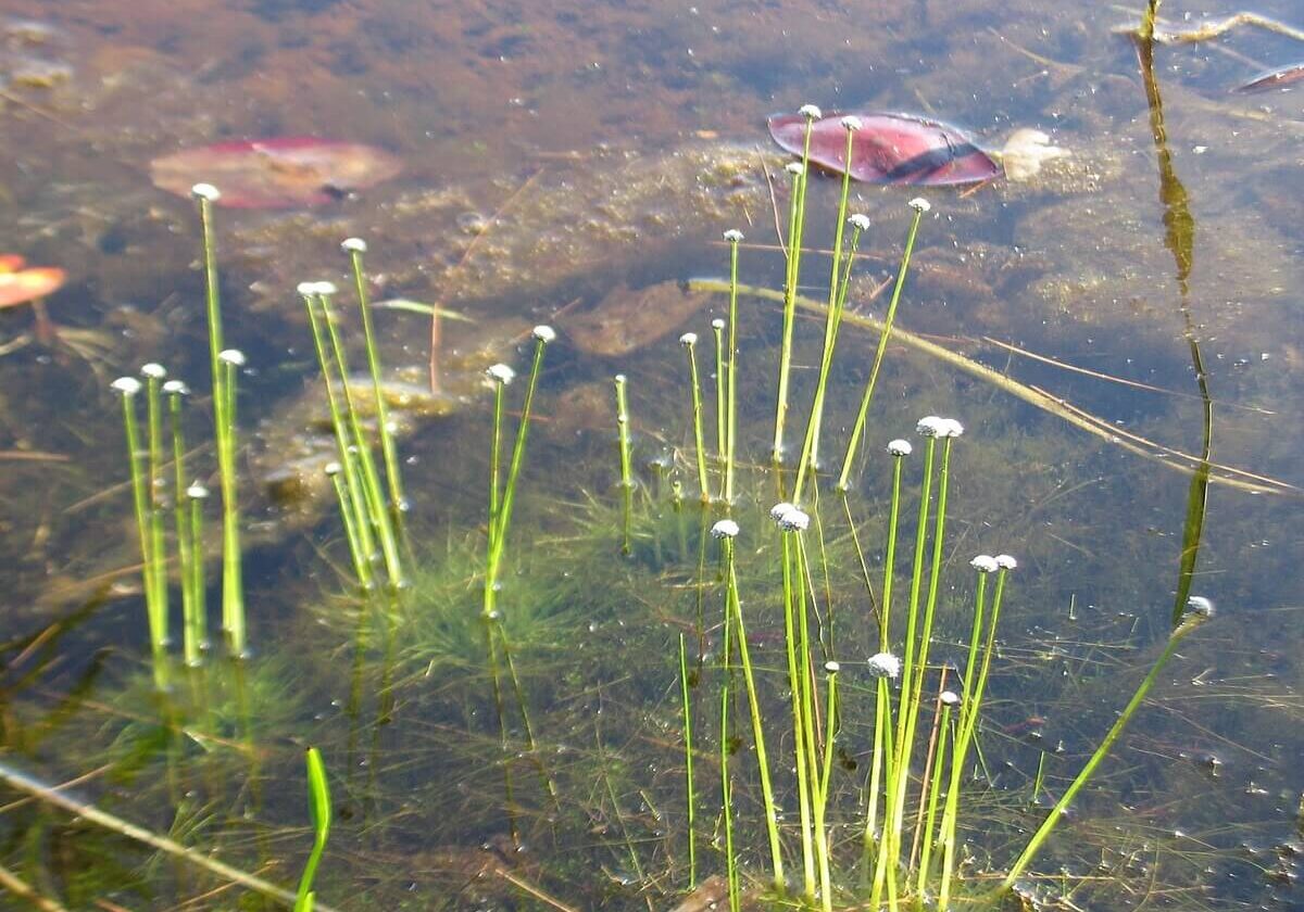 Common pipewort coming out of the water.